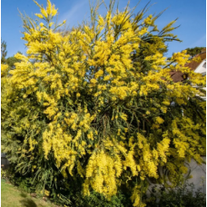 Oven's Wattle x 1 Plants Wedge leaved Acacia pravissima Fast Native Yellow Flowering Hardy Shrubs/Trees Rockery Tumut Bird Attracting